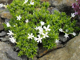 Phlox austromontana